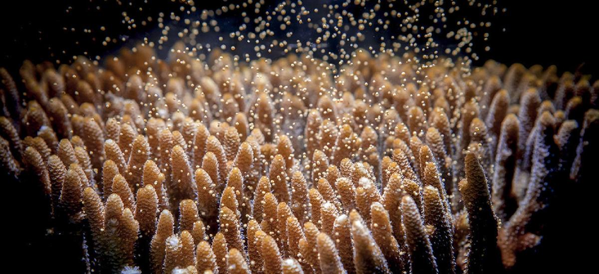 Dla rafy koralowej nawet w oceanach robi się już za gorąco. Rozwiązaniem może być modyfikacja genów