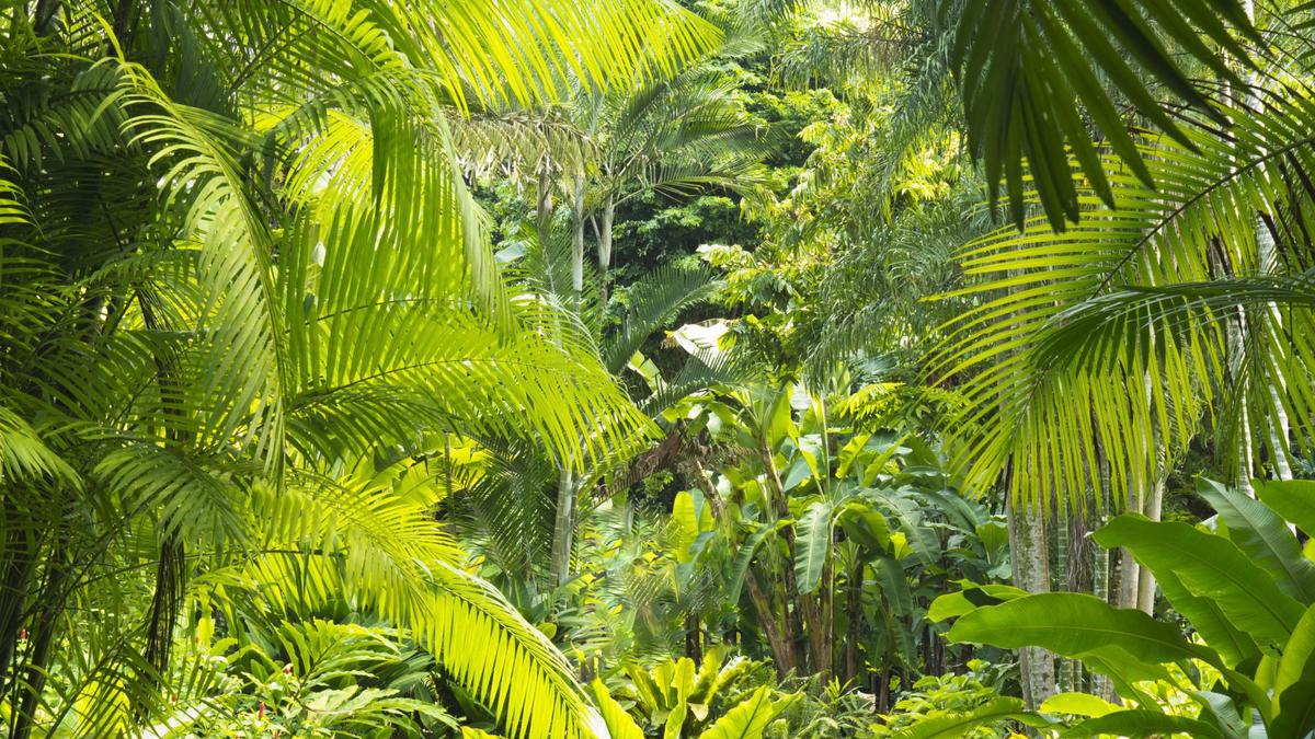 Olej palmowy to czyste zło. Naukowcy opracowali zamiennik o takich samych właściwościach
