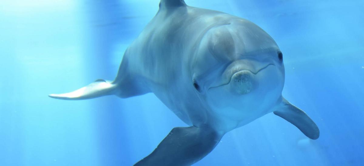Delfiny już teraz odczuwają zmiany klimatu na własnej skórze. Dosłownie