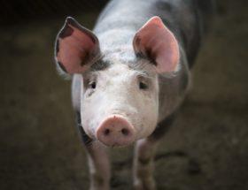 Genetycznie modyfikowane świnie zostały zalegalizowane w USA. Będą wykorzystywane do celów konsumpcyjnych i medycznych