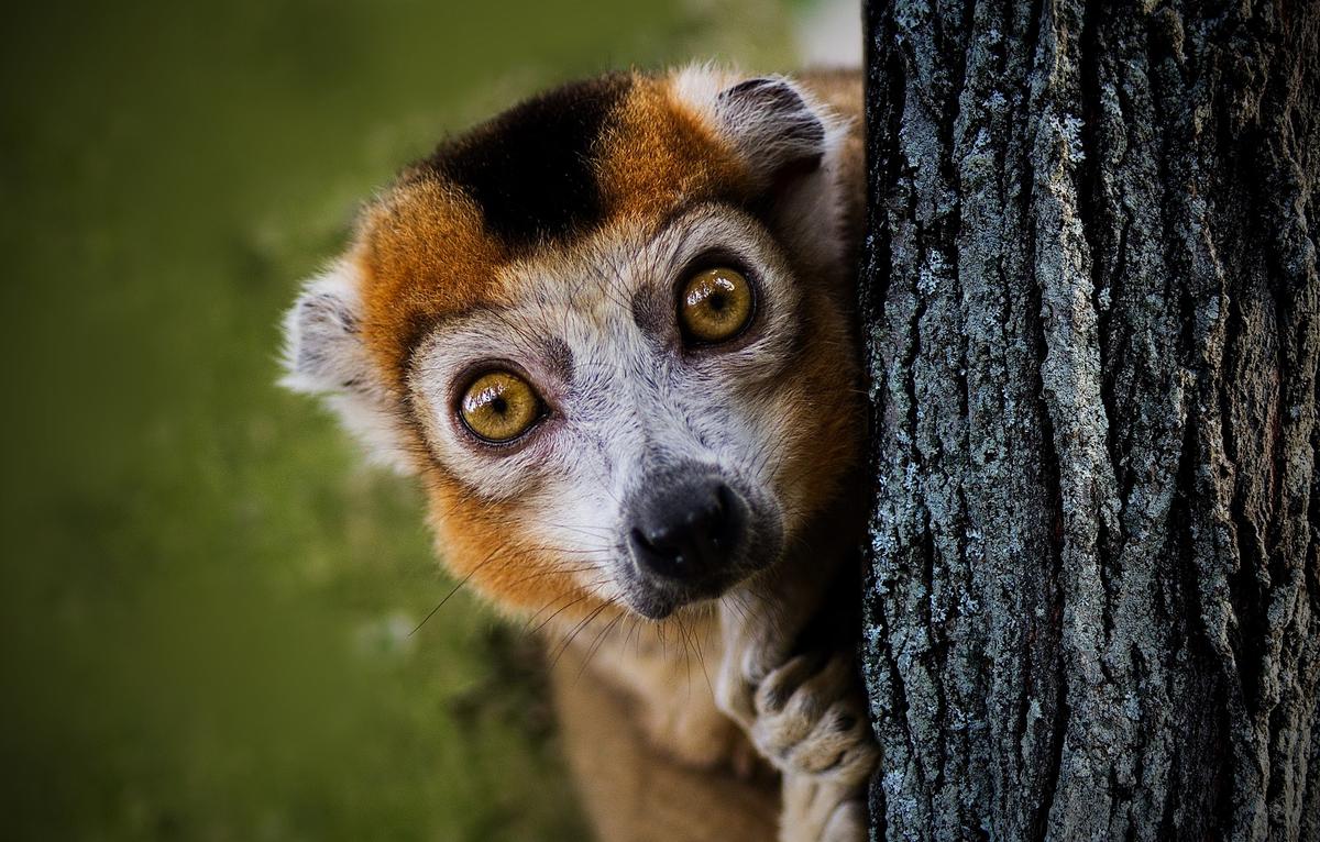 Hibernować jak lemury - nasza szansa na dalekie podróże kosmiczne