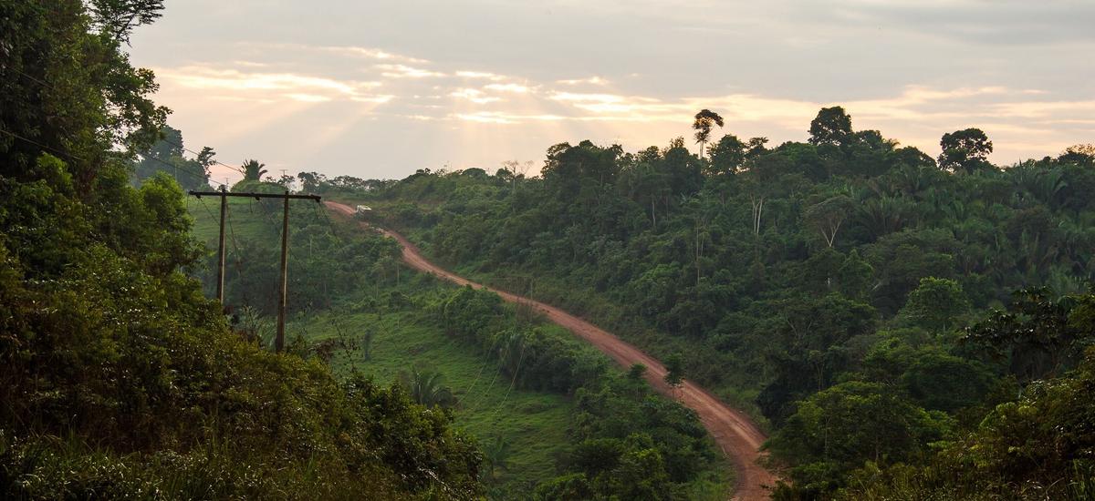 Sztuczna inteligencja odkrywa nielegalne drogi w amazońskich lasach deszczowych. Jest ich naprawdę sporo
