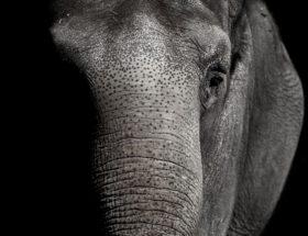 Gdyby udało nam się skopiować kilka rozwiązań z genomu słoni, nowotwory przestałyby być naszym zmartwieniem