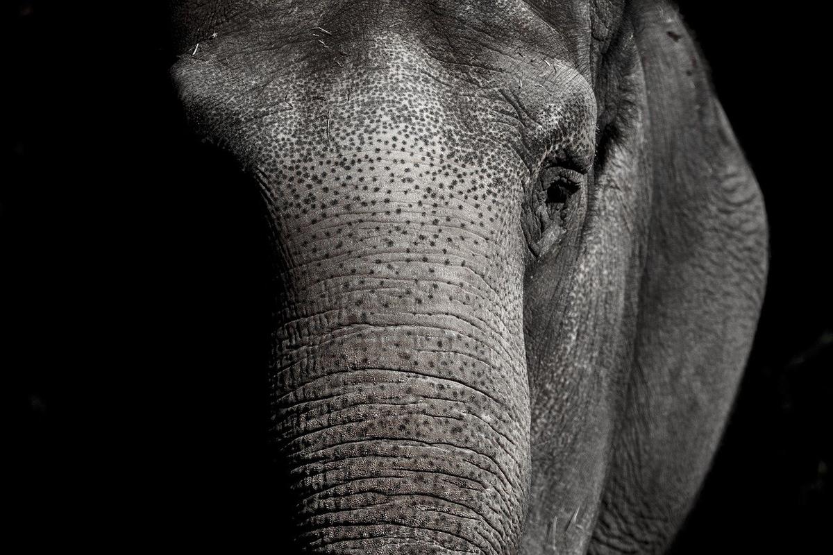 Gdyby udało nam się skopiować kilka rozwiązań z genomu słoni, nowotwory przestałyby być naszym zmartwieniem