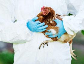 Pierwsze przypadki ptasiego wirusa H5N8 u ludzi