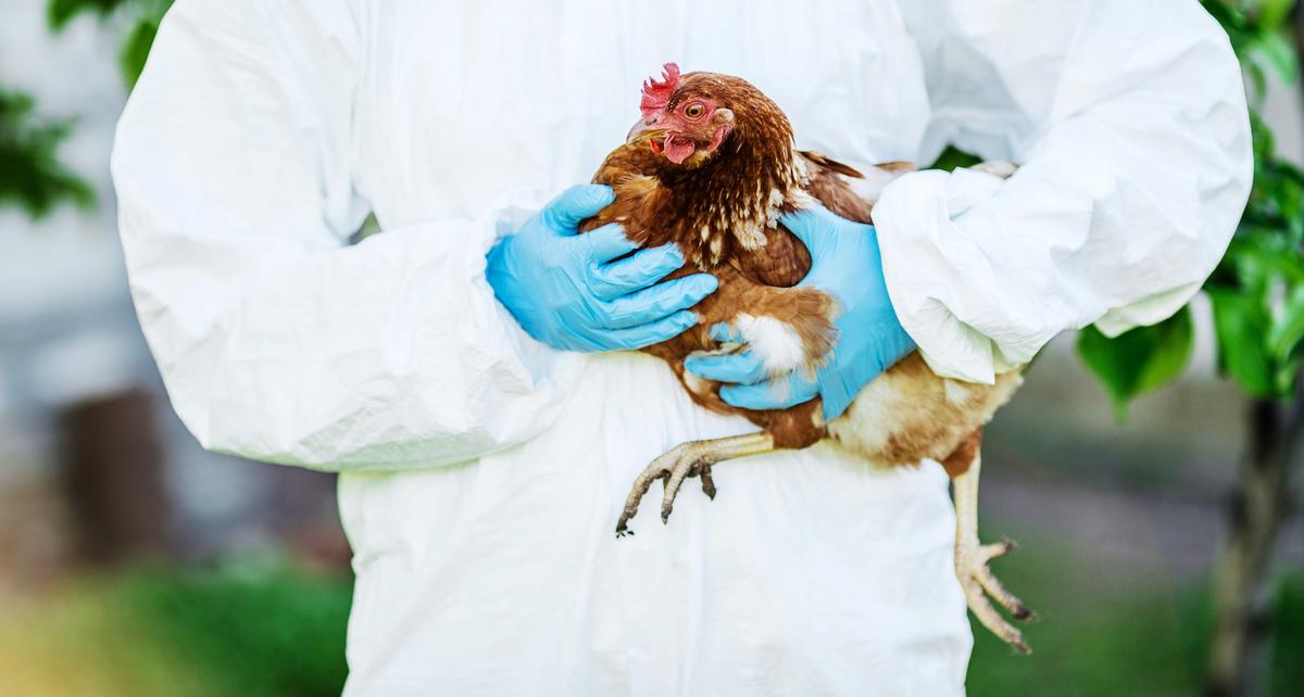 Pierwsze przypadki ptasiego wirusa H5N8 u ludzi
