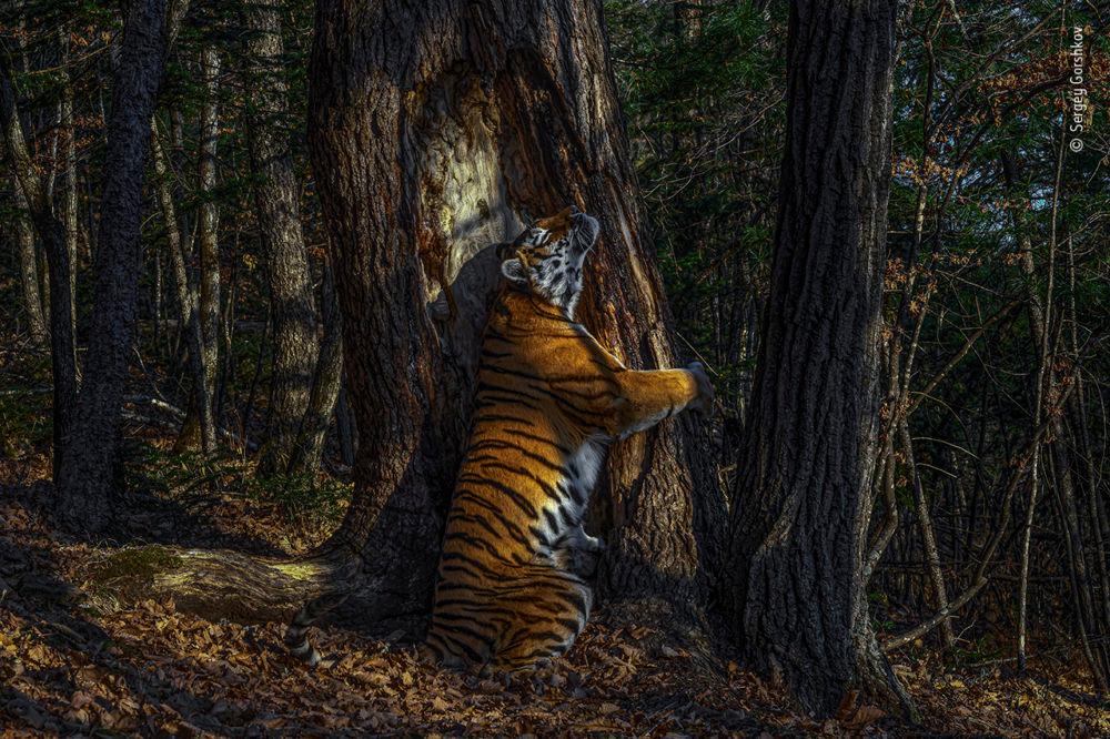 Fot. Sergey Gorshkov, Rosja, Winner 2020, Animals in their Environment, GRAND TITLE WINNER 