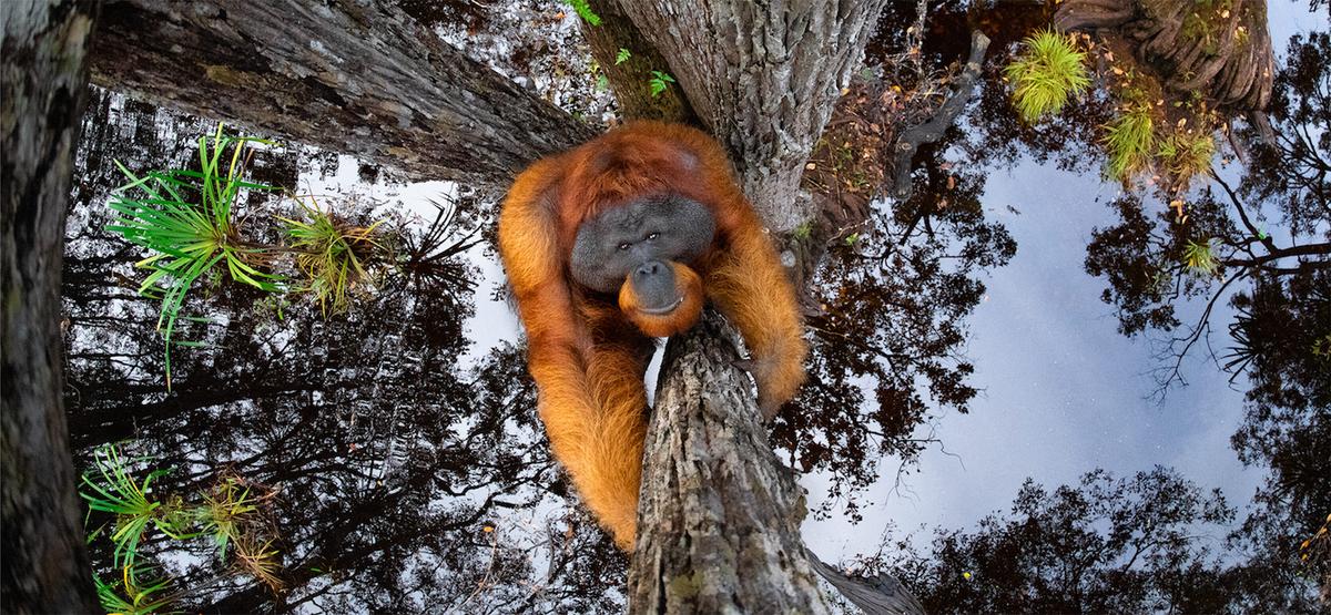 2020 World Nature Photography Awards - inspirujące i najlepsze zdjęcia natury