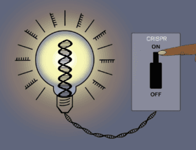 CRISPRoff - nowa metoda edycji genów, która pozwoli na edycję ludzkiego DNA