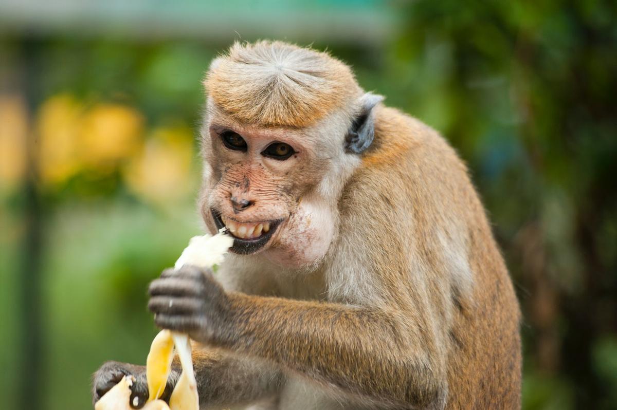 Naukowcy stworzyli chimerę małpy i człowieka. Zarodki rozwijały się przez 3 tygodnie