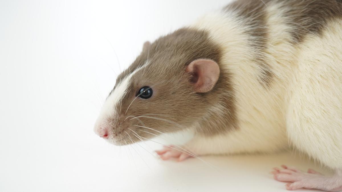 Izraelscy naukowcy wyhodowali zarodki myszy w sztucznej macicy