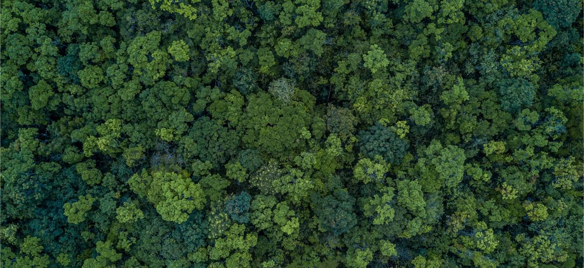 lasy odrastaja zmiana klimatu