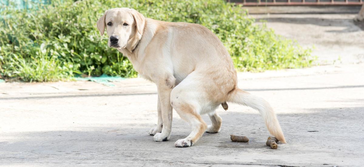 Policja zbierze psią kupę i zbada DNA. Opiekun nie ucieknie przed mandatem