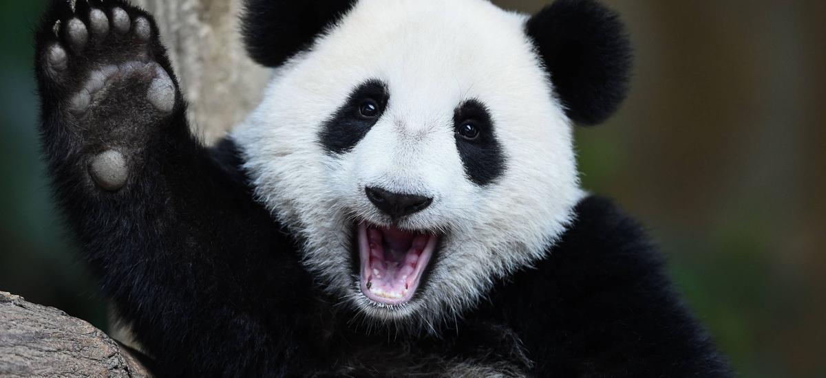 panda wielka zagrożony gatunek