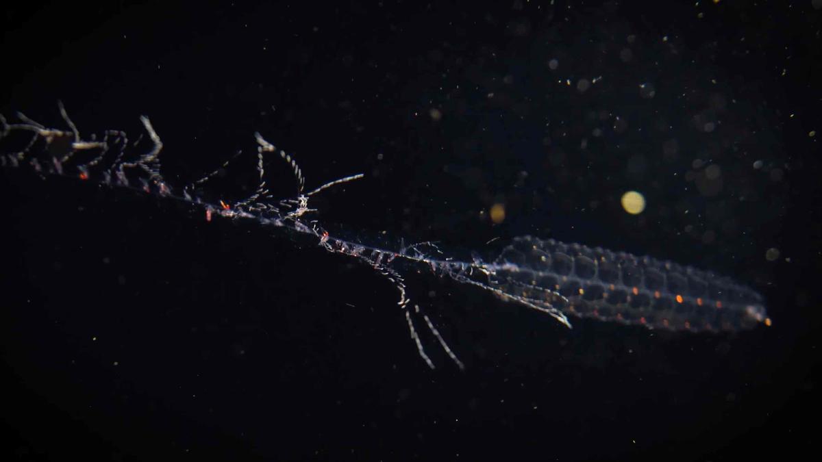 Wideo dnia: zobacz rewelacyjne ujęcia meduz pływających w zimnych wodach Antarktyki