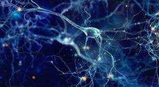 neurony mozg