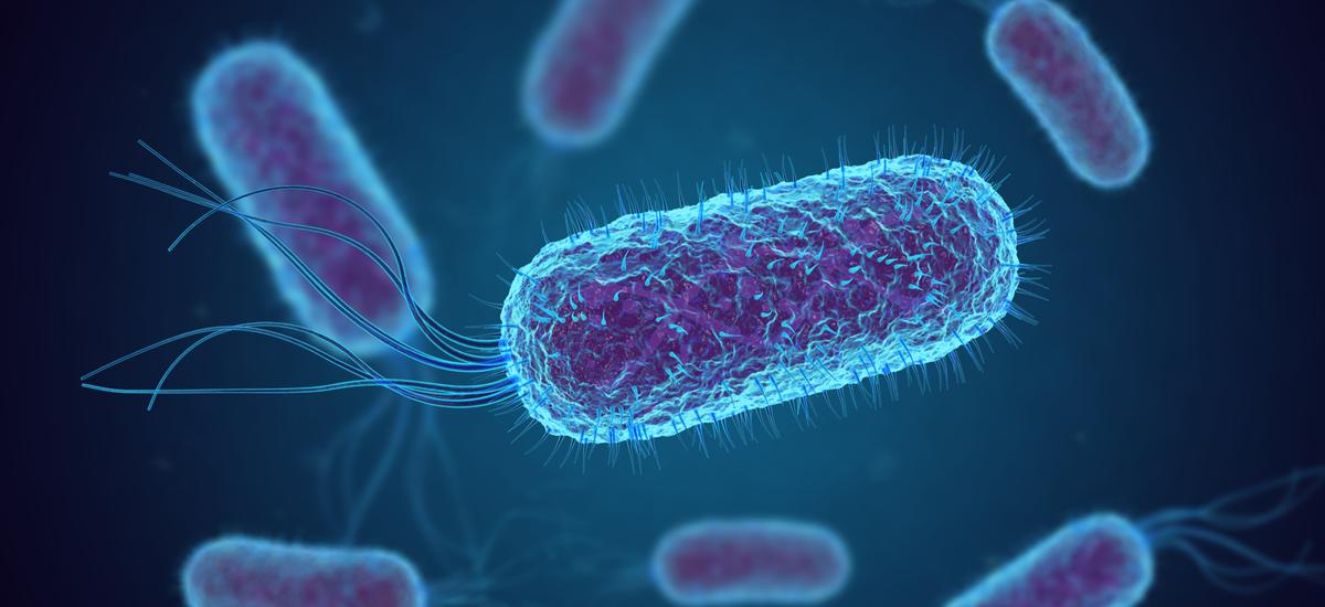 bakterie e coli