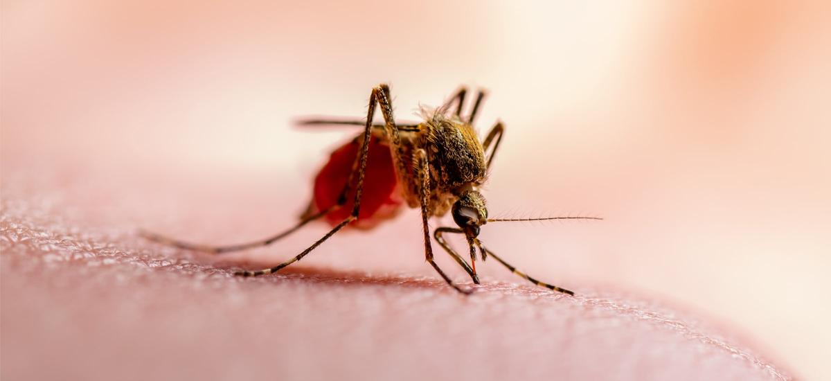 malaria komar