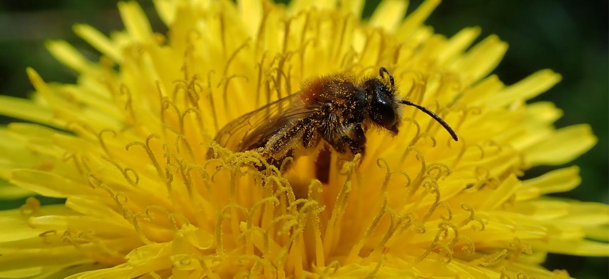choroba pszczół