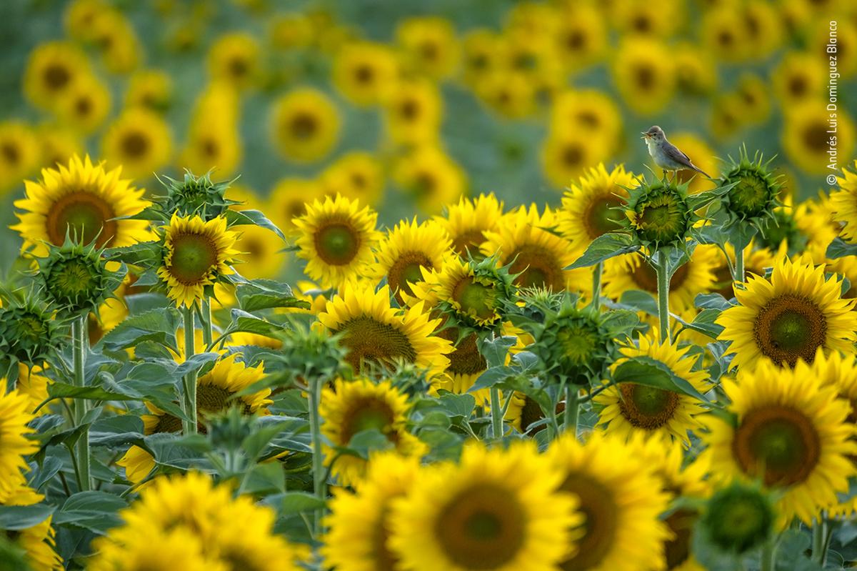 Fot. Andrés Luis Dominguez Blanco, &quot;Sunflower Songbird&quot;, nagroda w kat. 11-14 lat / Wildlife Photographer of the Year 2021 class="wp-image-1897865" 