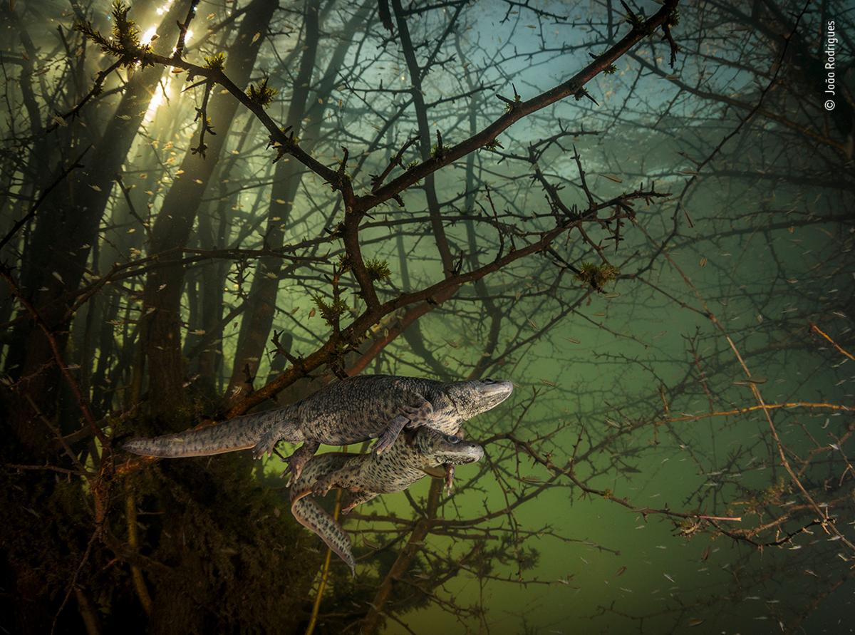 Fot. João Rodrigues, &quot;Where the giant newts breed&quot;, nagroda w kat. Behaviour: Amphibians and Reptiles / Wildlife Photographer of the Year 2021 class="wp-image-1897829" 
