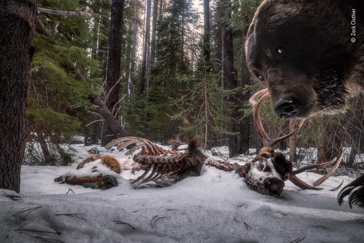 Fot. Zack Clothier, &quot;Grizzly leftovers&quot;, nagroda w kat. Animals in their Environment / Wildlife Photographer of the Year 2021 class="wp-image-1897832" 