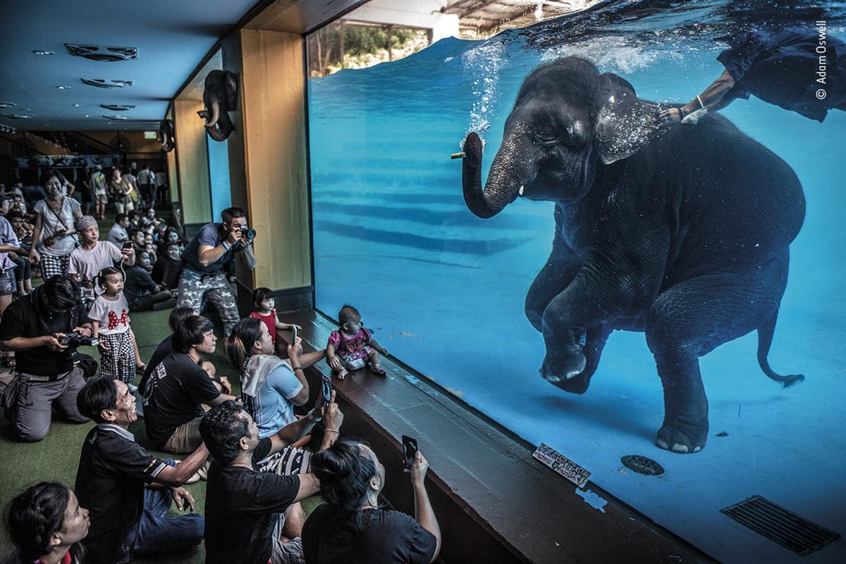 Fot. Adam Oswell, &quot;Elephant in the Room&quot;, nagroda w kat. Photojournalism / Wildlife Photographer of the Year 2021 class="wp-image-1897838" 