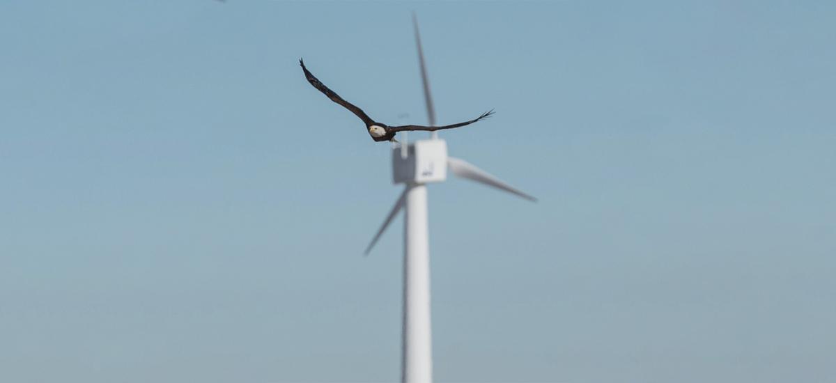 turbiny wiatrowe ptaki si
