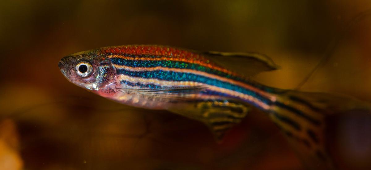 Naukowcy stworzyli rybki napędzane ludzkim mięśniem sercowym