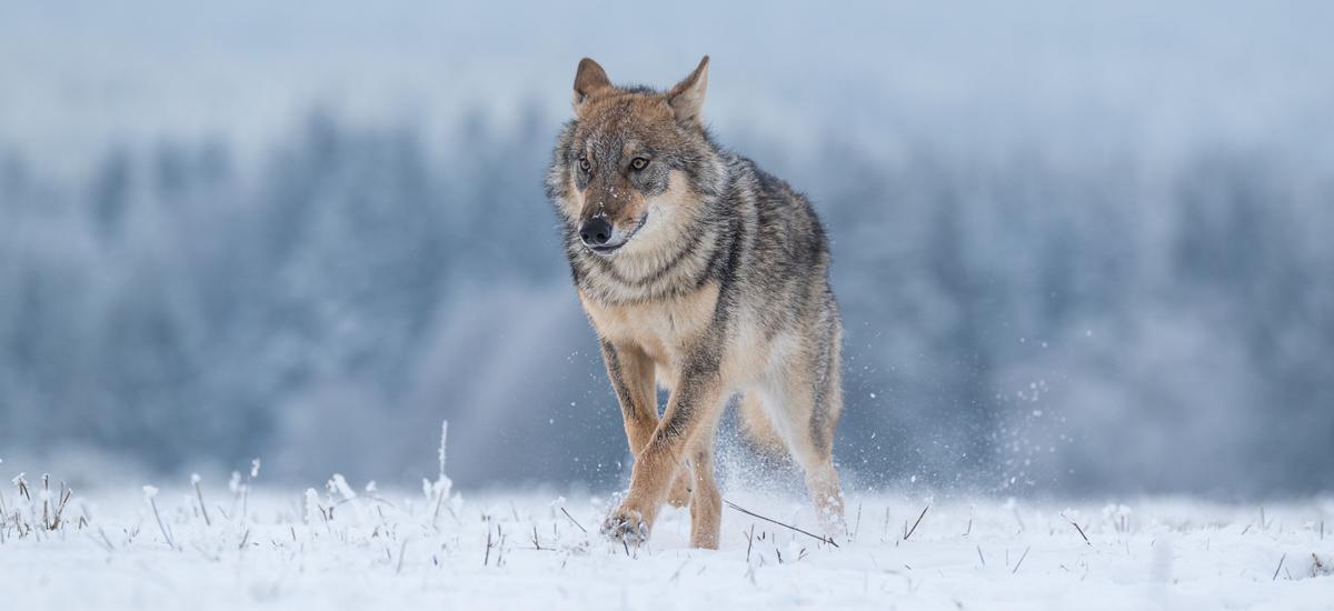 wilki w norwegii