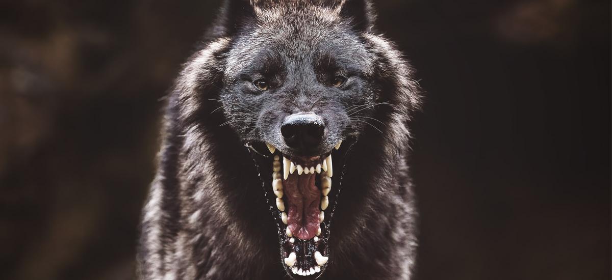 W polskim lesie nagrano czarnego wilka. Wilczak zagraża gatunkowi