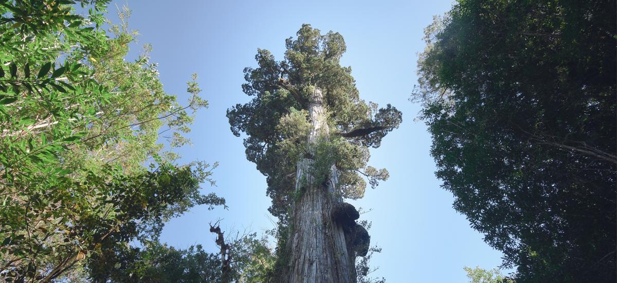 najstarsze drzewo