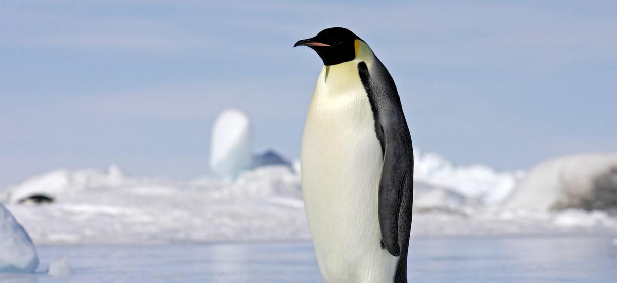 Pingwiny cesarskie umierają