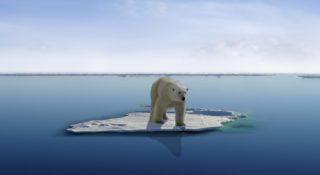 Niedźwiedzie polarne z Grenlandii znalazły sposób na przeżycie