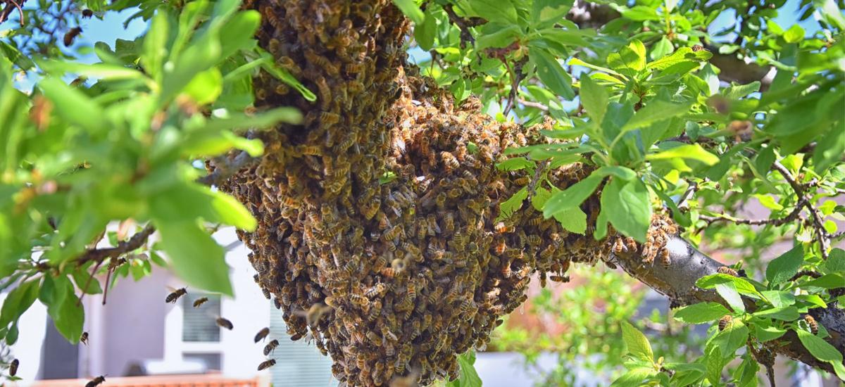 Trwa rojenie pszczół. Dziwny i przerażający widok na drzewie