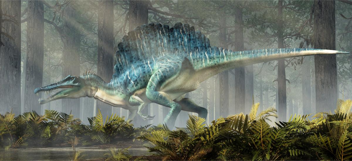 Największy dinozaur w Europie odkryty na Wight. To spinozaur
