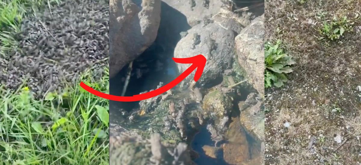 Armia żab podbija TikTok, a ekolodzy załamują ręce