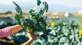 Agrowoltaika: farmy fotowoltaiczne są idealne do uprawy warzyw