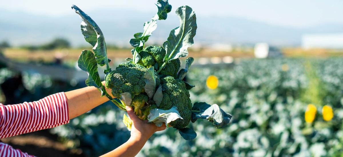 Agrowoltaika: farmy fotowoltaiczne są idealne do uprawy warzyw