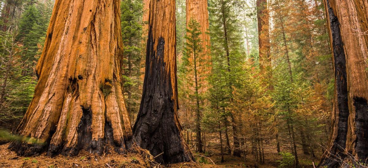 Tysiącletnie sekwoje zagrożone. Strażacy ratują potężne drzewa
