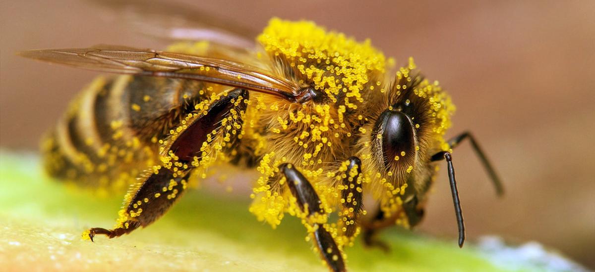 Pestycydy zaburzają równowagę u pszczół. To poważny problem