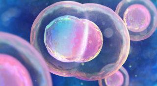 Stworzyli syntetyczny embrion bez udziału jajeczka i plemnika