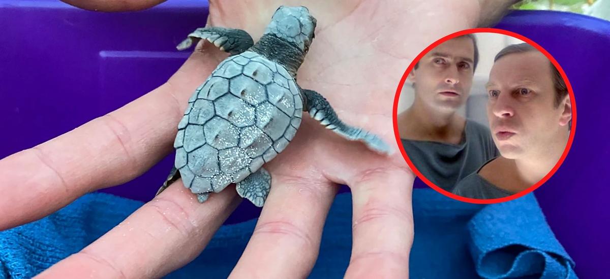 Żółwie morskie - co decyduje o płci żółwia