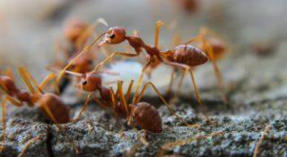 Ile jest mrówek na świecie? Właśnie udało się to policzyć