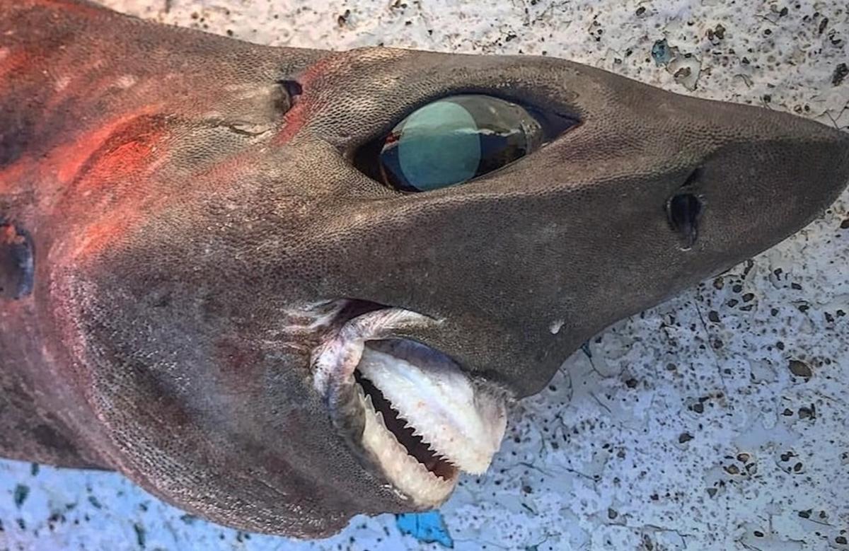 Tajemniczy rekin ze sztuczną szczęką i wielkimi oczami (zdjęcie)