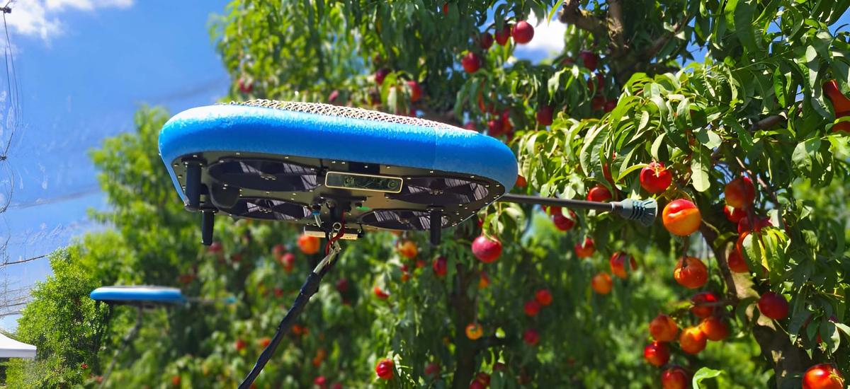 Drony zbierają owoce z drzew. Tak wygląda sadownictwo XXI wieku