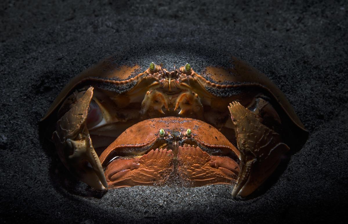 Highly commended w kategorii „Portrety zwierząt&quot;. Zdjęcie przedstawia parę krabów u wybrzeży Filipin, fot. Andrey Savin/NPOTY 2022 class="wp-image-3066495" 