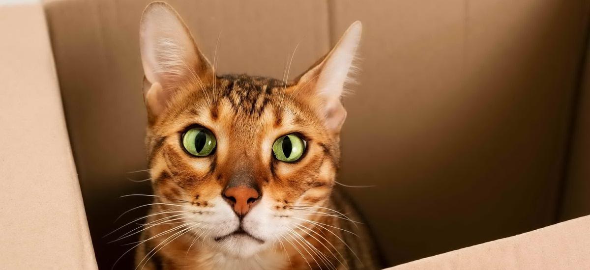 Słyszeliście o kocie Schrödingera? Naukowcy stworzyli właśnie takiego kota z kryształu