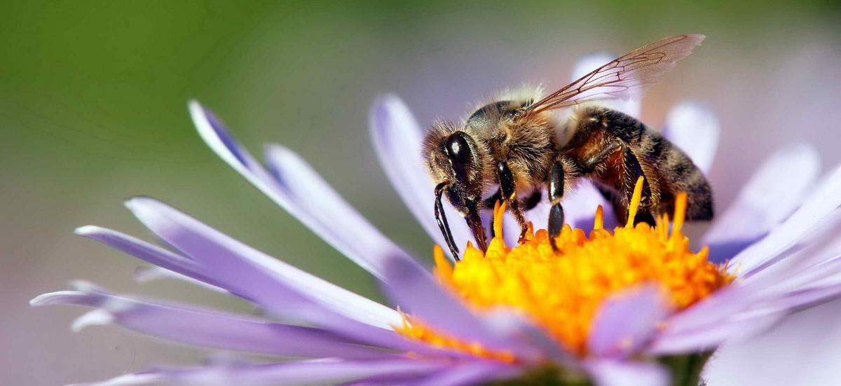 Pszczoły mają świadomość. Już nigdy nie spojrzysz na te owady tak samo