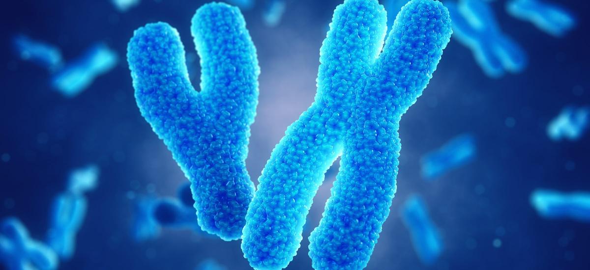 Naukowcy zsekwencjonowali chromosom Y